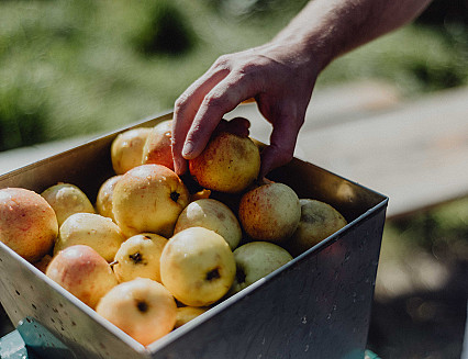 Record cider apple harvest forecast 