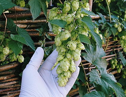 Green hop beer keeps it local