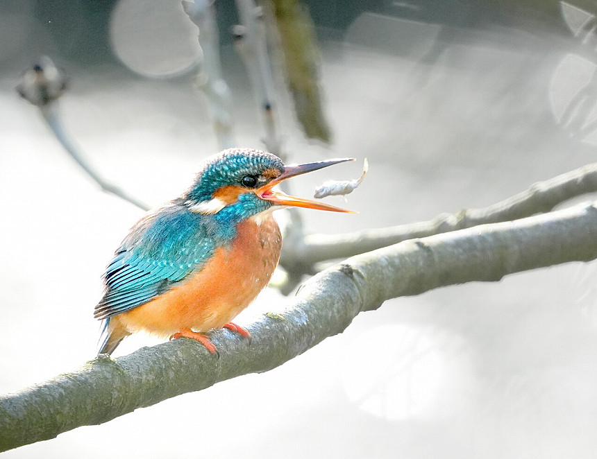 Pubco’s picture perfect prize