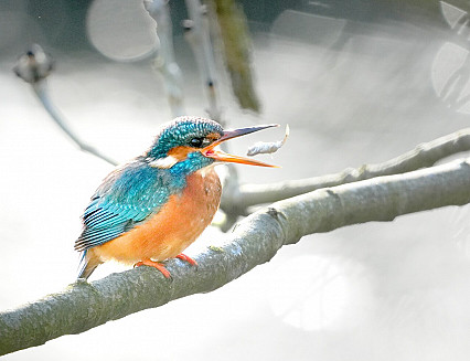 Pubco’s picture perfect prize