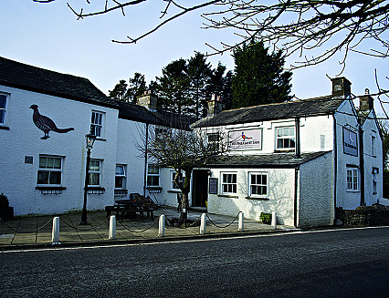 Pheasant flies again