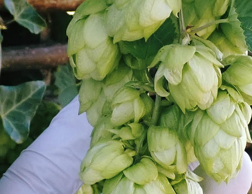 Hop into spring 