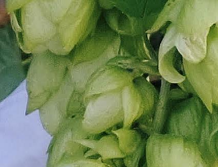 Hop into spring 