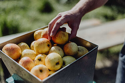 Lobby your MP to protect authentic cider and perry 